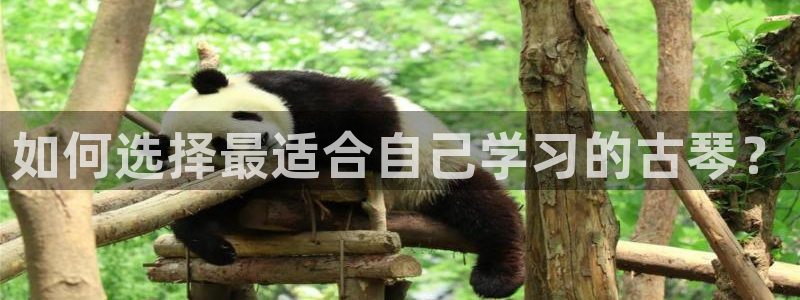凯发平台8：如何选择最适合自己学习的古琴？